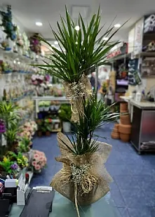 3Lü Marginata 175cm